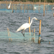 Chilika1