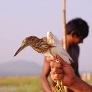Chilika2