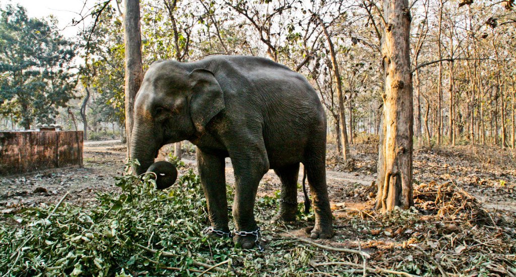 Corbett National Park: A Wild Escape into India’s Tiger Country