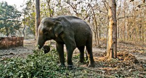Corbett-national-park