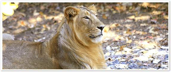 Gir National Park, India